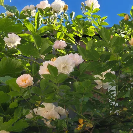 Ryokan 住宿加早餐酒店 奥斯滕德