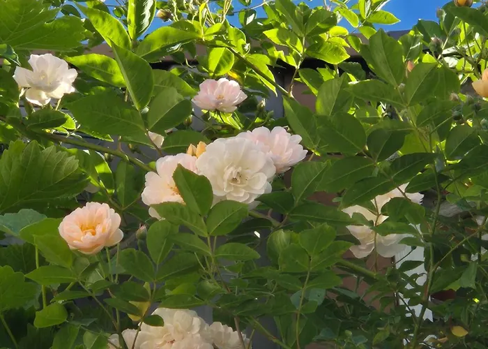 Ryokan Bed and breakfast Ostende